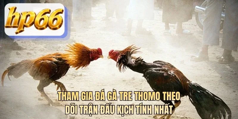 Tham gia đá gà tre thomo theo dõi trận đấu kịch tính nhất