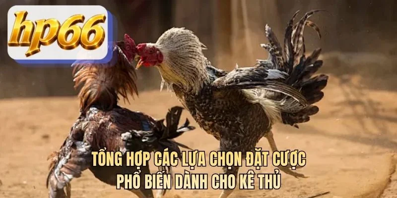 Tổng hợp các lựa chọn đặt cược phổ biến dành cho kê thủ